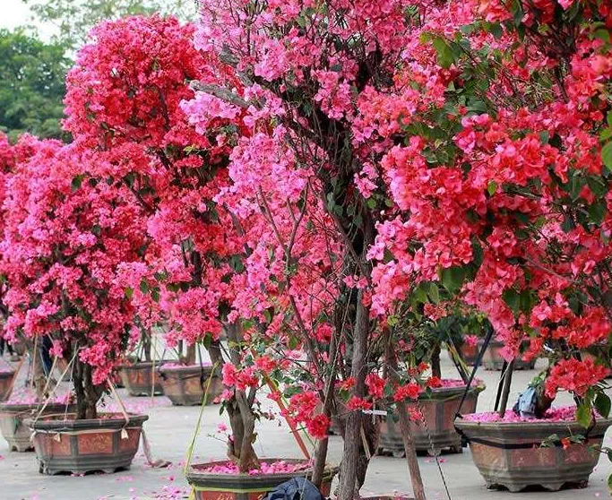 廣(guang)州園林綠化施工怎麼(me)進行質(zhi)量判斷