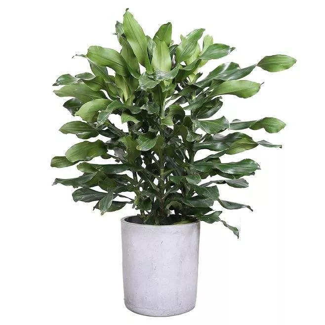 廣(guang)州綠植租擺(bai)給商場(chang)的幾點建議 趕緊收藏起來