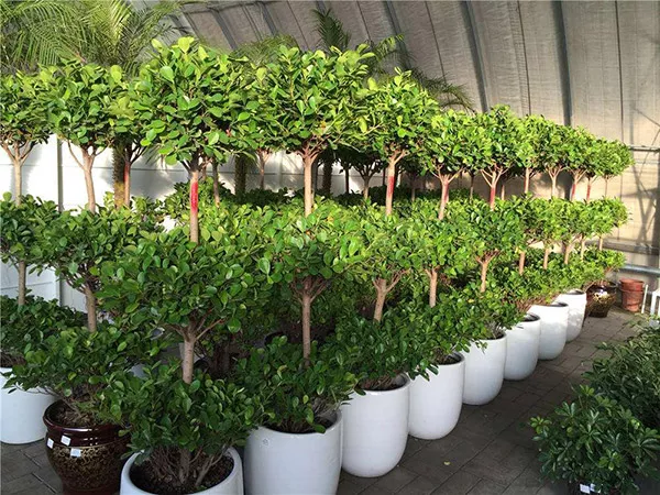 廣州(zhou)綠植租擺給商場的幾點建議 趕緊收藏起來