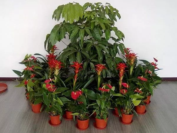 廣州綠植租擺支付(fu)費用以后就不需要護理了(le)嗎？