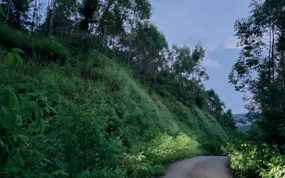 華潤廣東(dong)彿岡福鑫風電場項目植被恢復工程