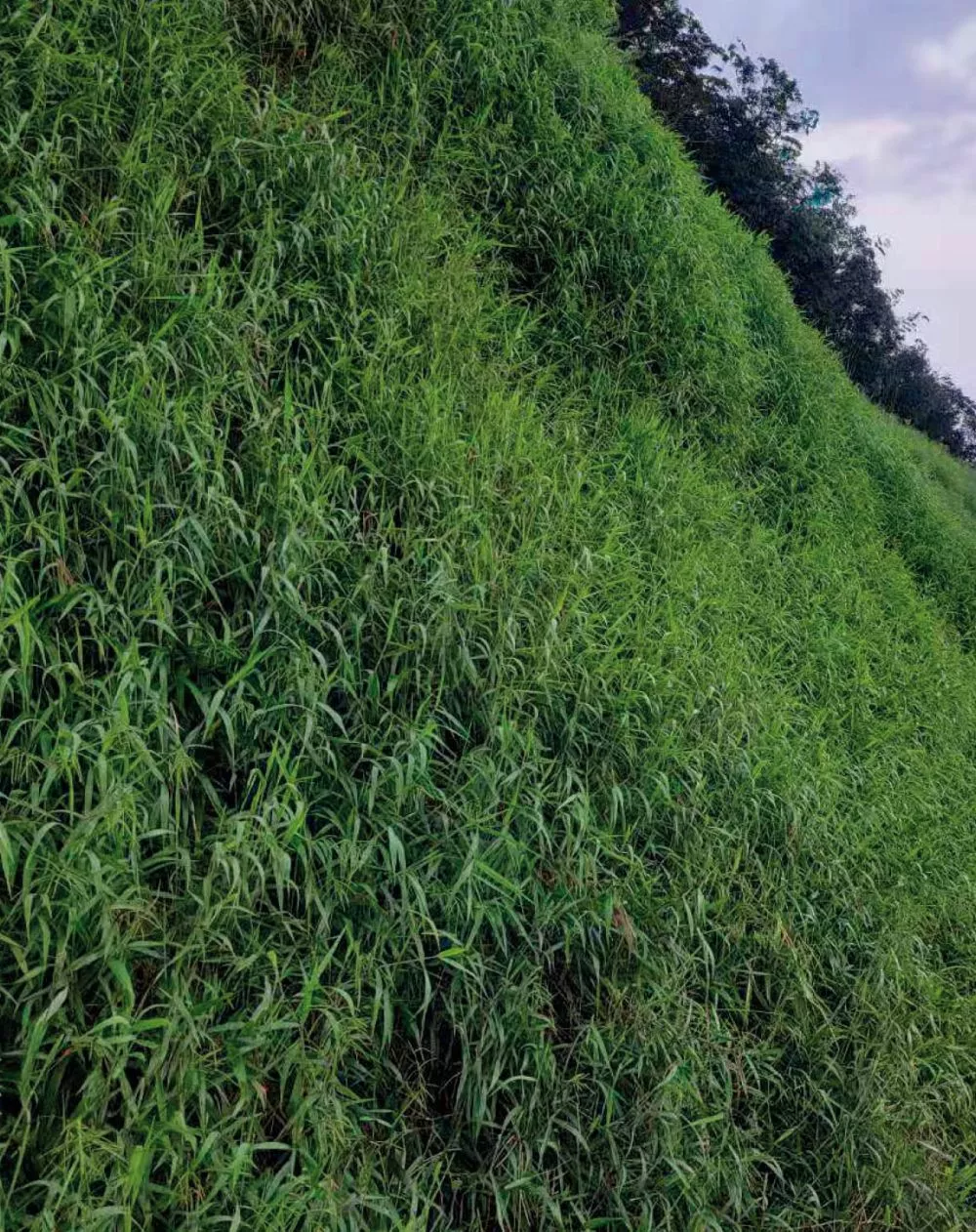 華潤廣東彿岡福鑫風電場項目植被恢復工程