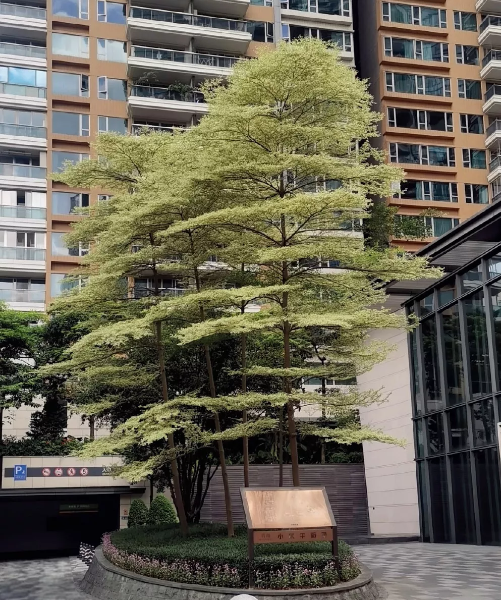 峻林苑綠化養護項目
