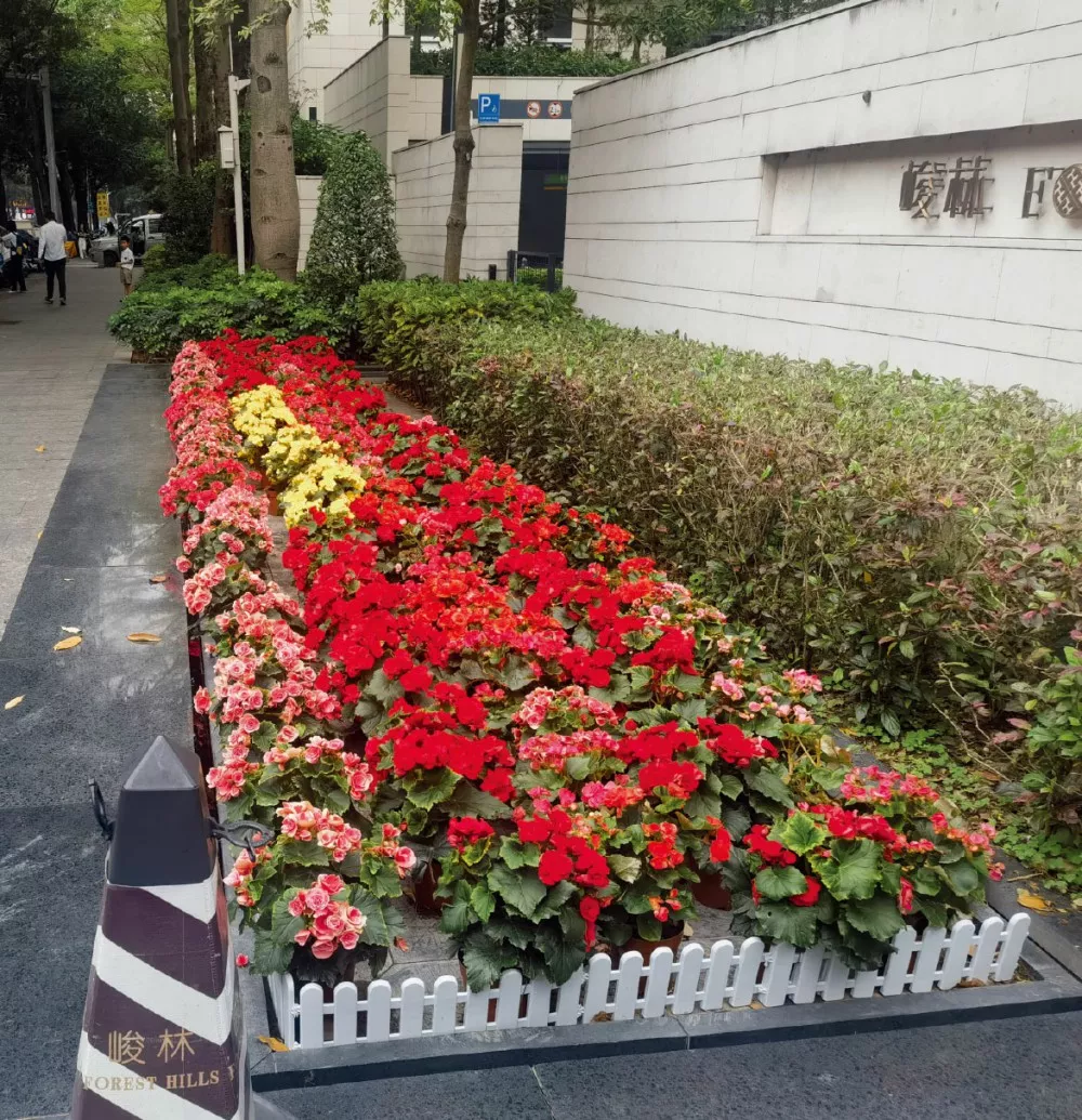 峻林苑綠化養護項目